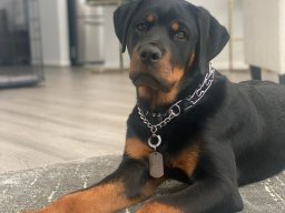tyson 5